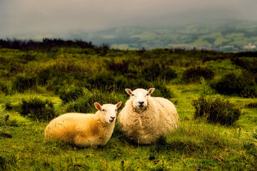 Merinos sheep Australia Italy volprivé