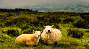 La laine mérinos: beaucoup, passionnément, à la folie!